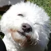 puppup363