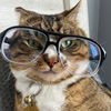 the_smartestcat