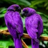 saizawzaw002