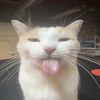 el gatito
