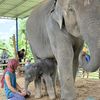 พังอรทัย &พลายภูคำ (ช่องจริง)