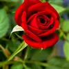 muhamadxoshnaw40