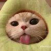 copyvcat