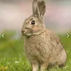 wak_323