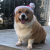 ozzy_the_corgi