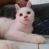 sansppuding