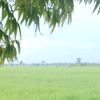 ras_kece0