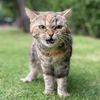 tigerr079