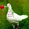faisalmohamed830