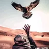 p9ll7