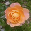 user064302012