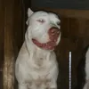 kingdon_bull