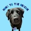 T1D Alert Dog | Hank