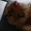 foxyspitzalemao