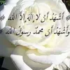 abdulkadreismael
