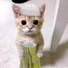 is.yantoo