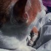 japar_zy0