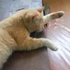 mingers_meow