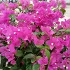 nhinguyen94071