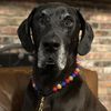 tank.n.laurie_danelife