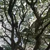 dev_ita11