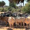 mali06034