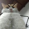 doncuy_