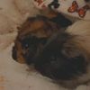 ur.fav.two.guineapigs