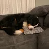 bernermom88