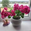 marinette_523