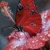 wulandari_0382