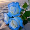 noritaishak_