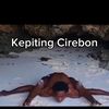 kepiting_cirebonn
