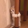 vynek_3.6
