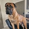 bigdogbaron