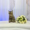 kucing_gerai
