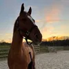 hugothewb