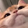 gatafofaaaa