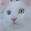 myllili44