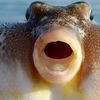 1mrpuffer