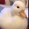 chickenugget____