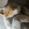 mamank_perry
