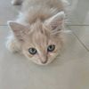norsalawatimohdnor