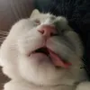 _imnotiki_