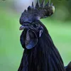 richyzilla