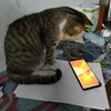 thuytram.nguyen76
