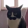 bro_str