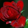 faged_ahbab