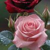 yasirali123435