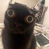_l0vl3y__cats